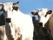 La razza chianina